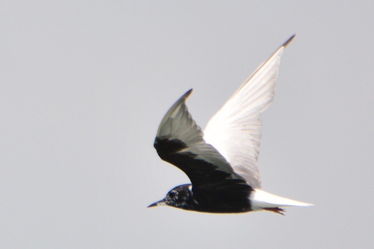 White-winged Tern - ML224117901