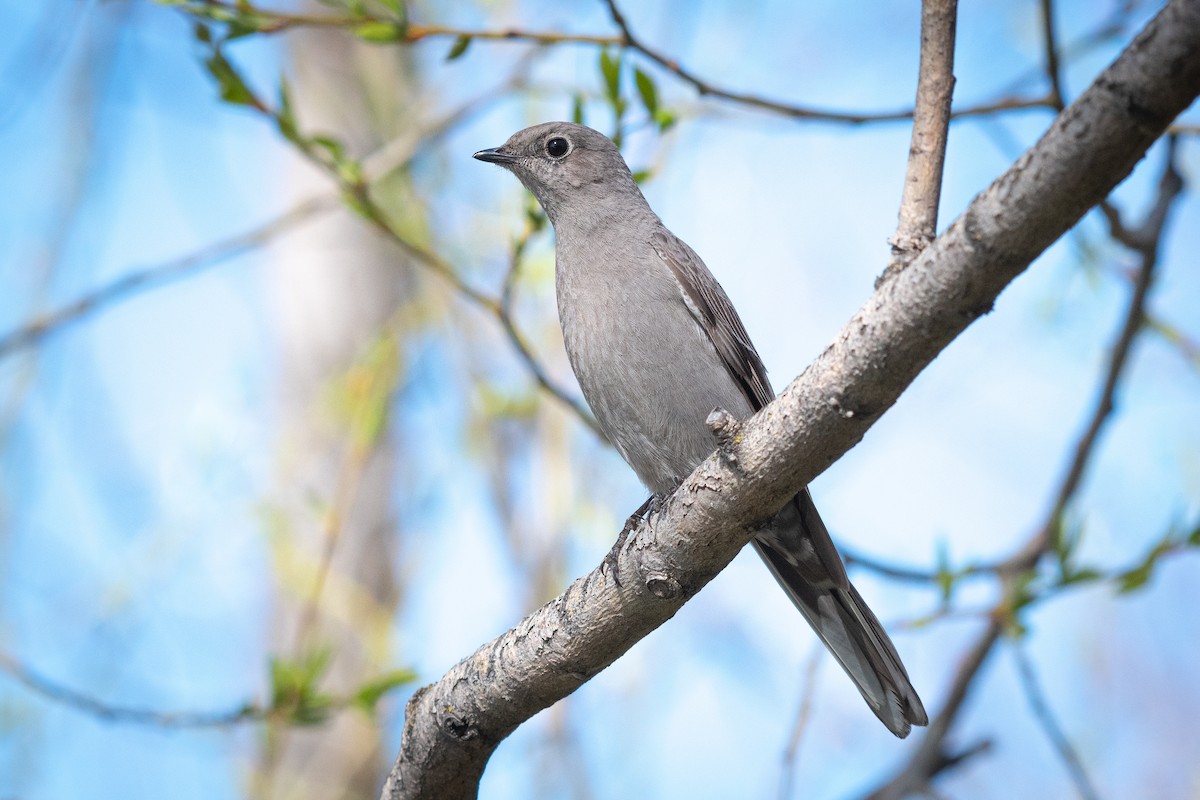 Townsend's Solitaire - Ron Riley