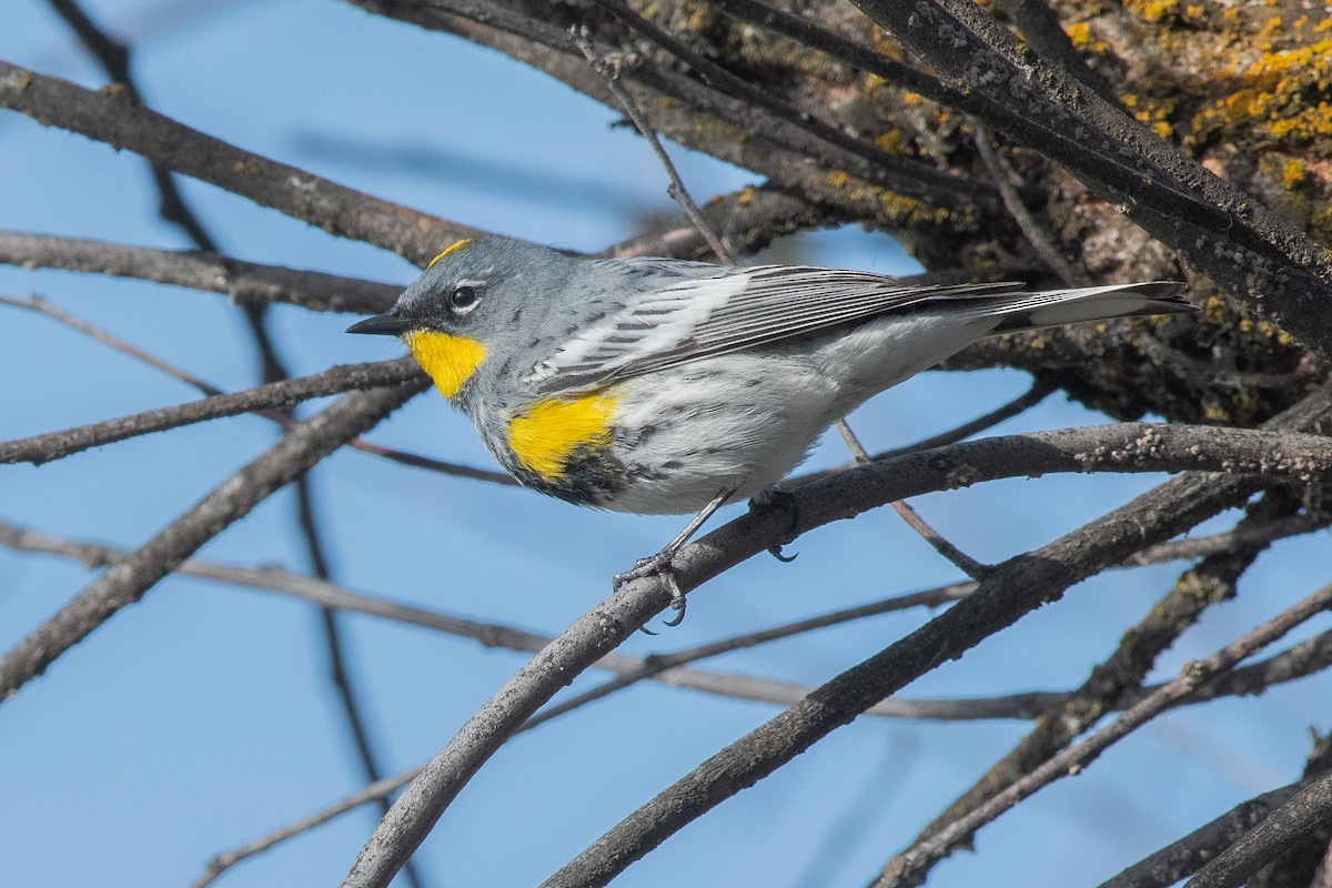 Yellow-rumped Warbler - Ron Riley