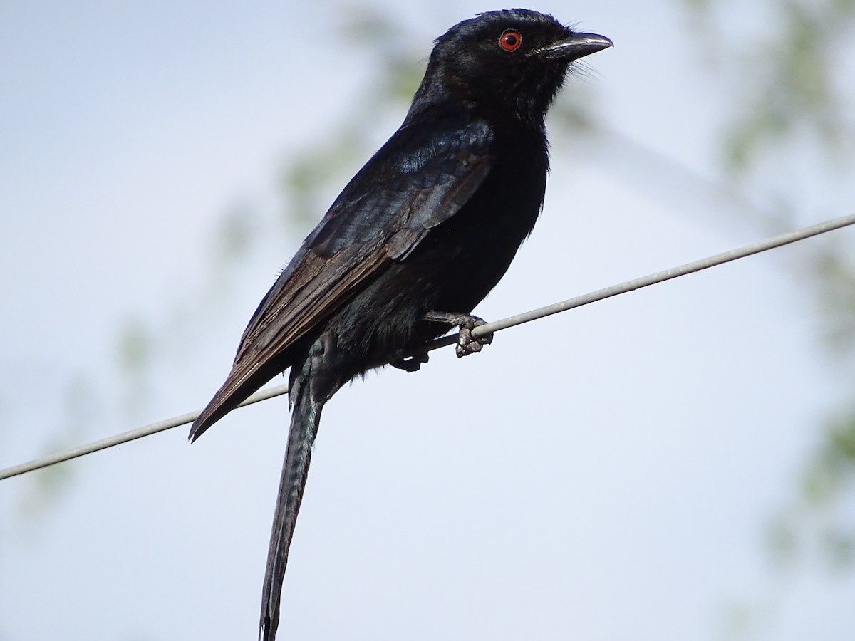 Fork-tailed Drongo - ML224118901