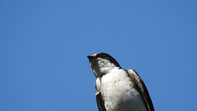 Chilean Swallow - ML224125251