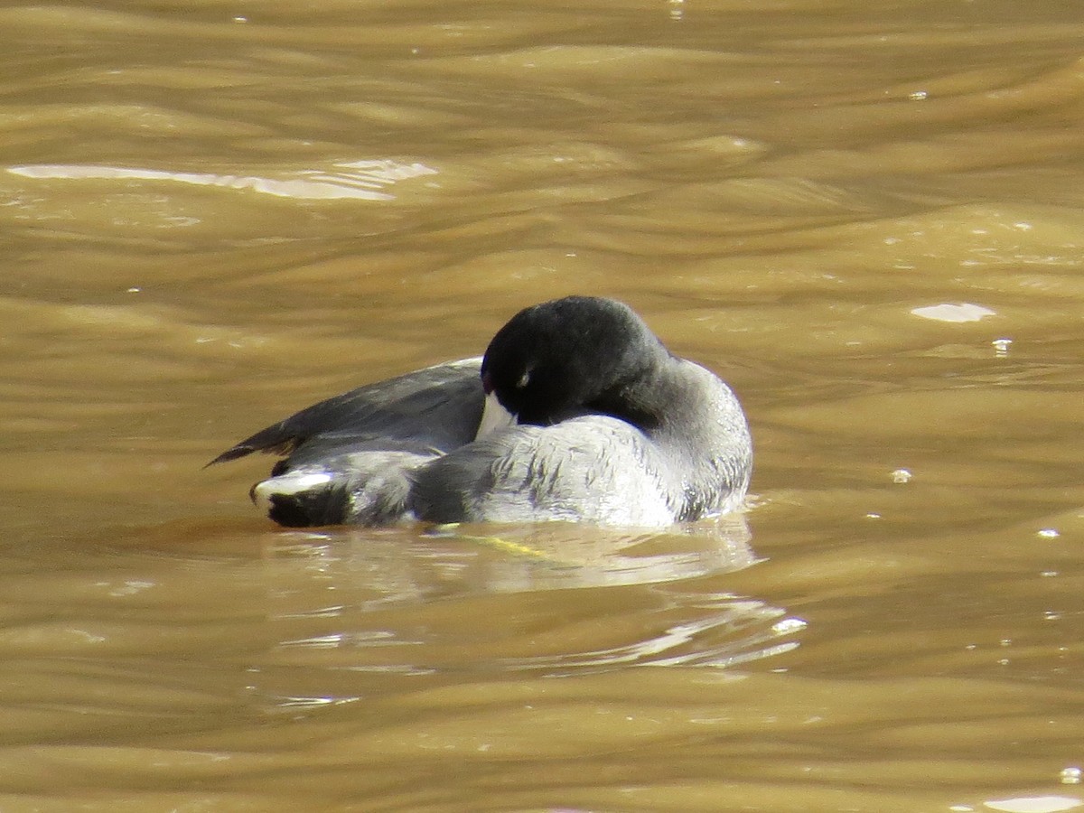American Coot (Red-shielded) - ML22412871