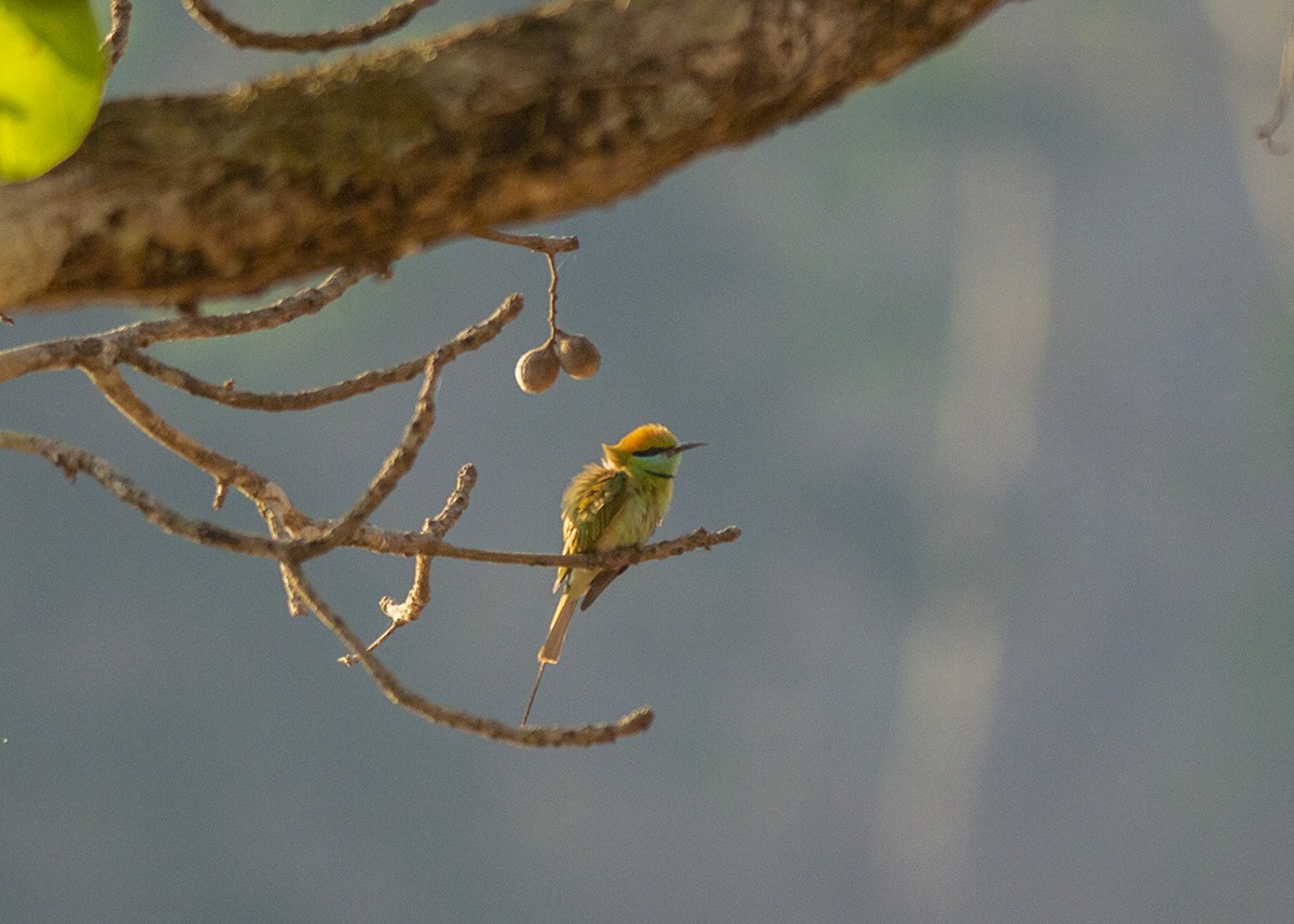 Asian Green Bee-eater - ML224129891