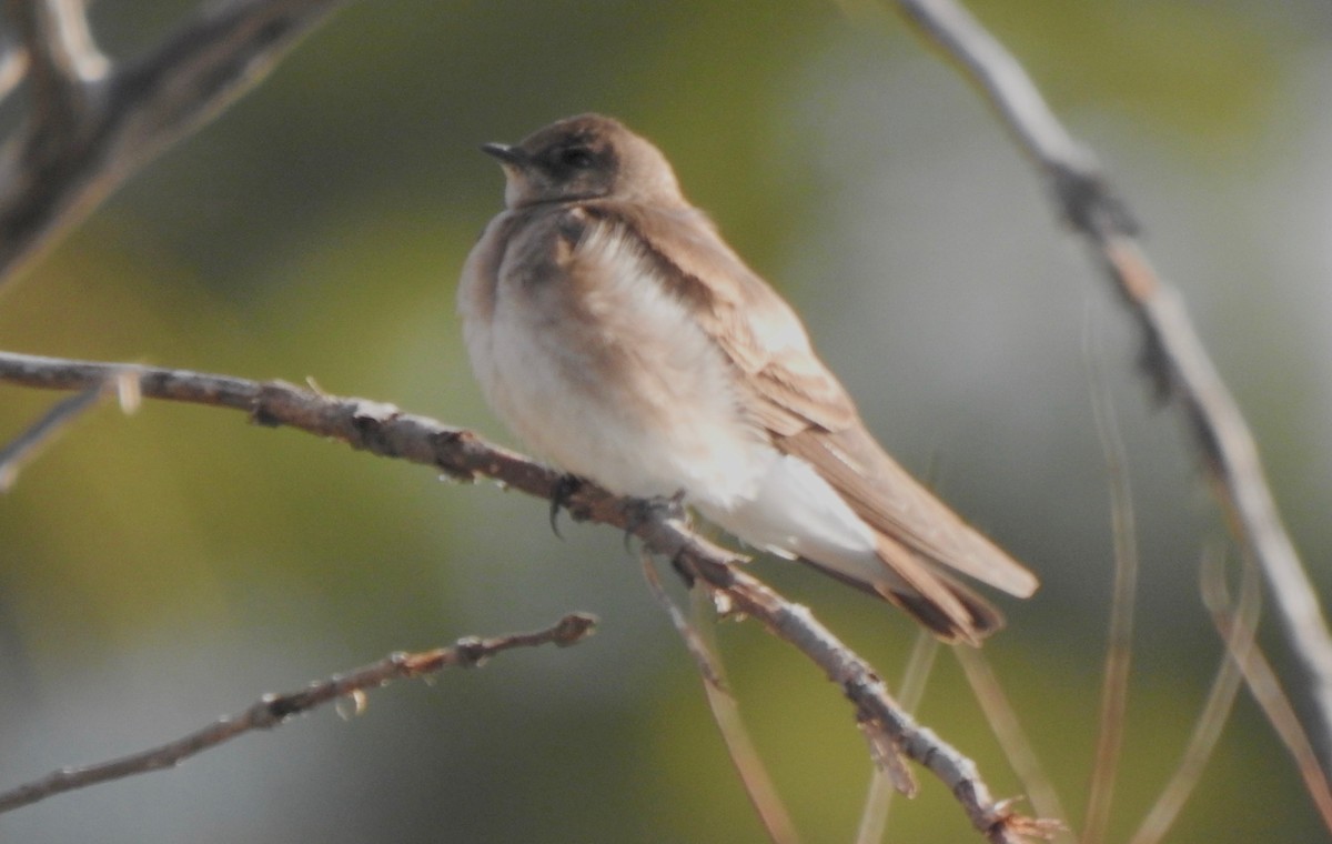 Northern Rough-winged Swallow - ML224134501