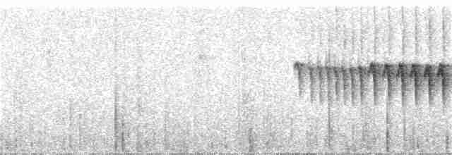 Kurzschwanz-Dickichtschlüpfer (gularis) - ML224137191