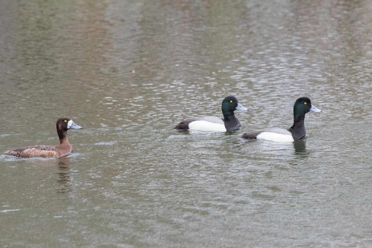 Greater Scaup - ML224139871