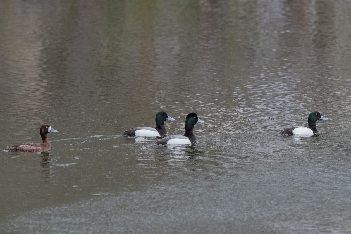 Greater Scaup - ML224140041