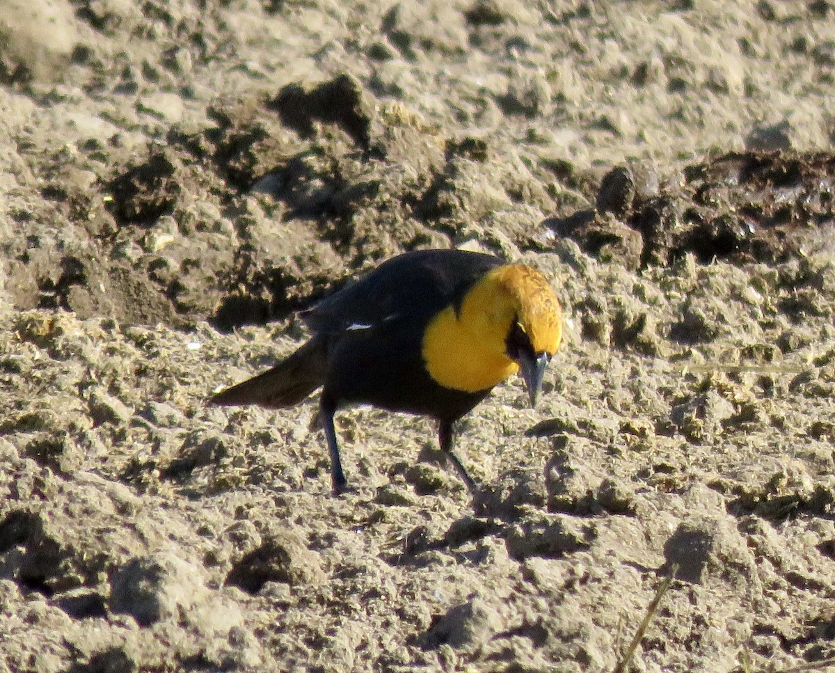 Yellow-headed Blackbird - ML224141421