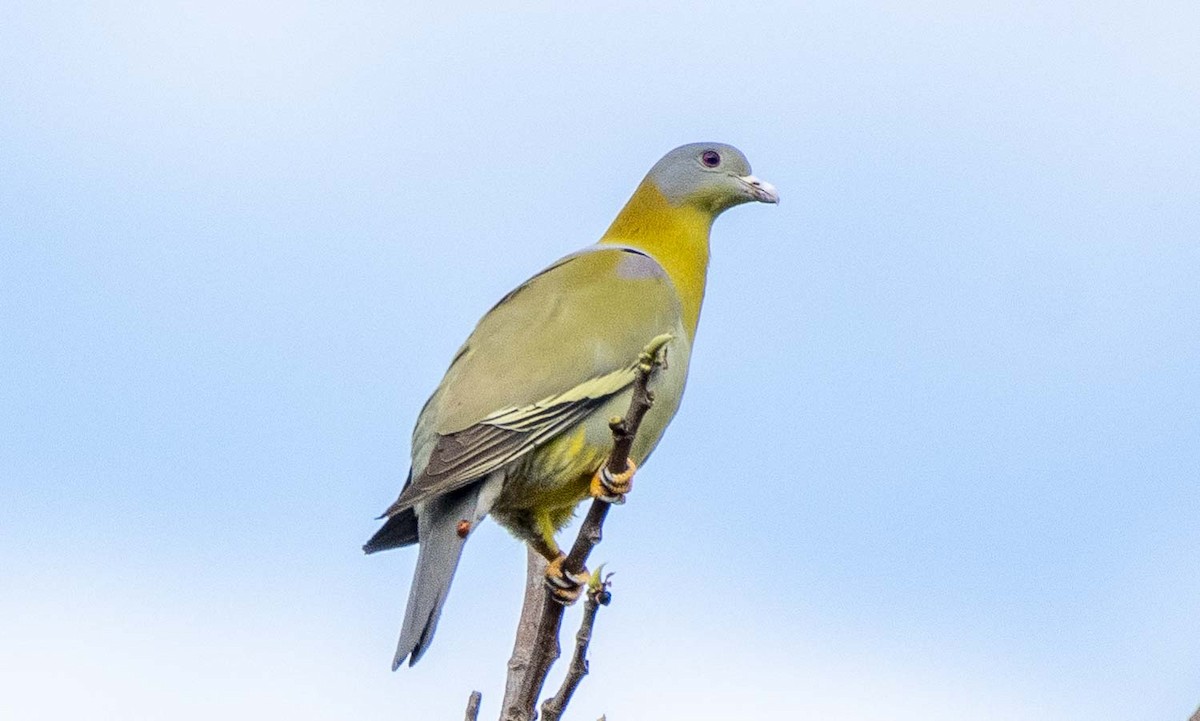 Yellow-footed Green-Pigeon - ML224146171