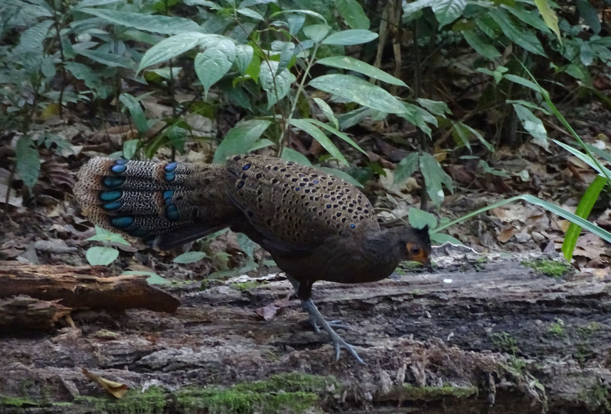 Malayan Peacock-Pheasant - ML224150981