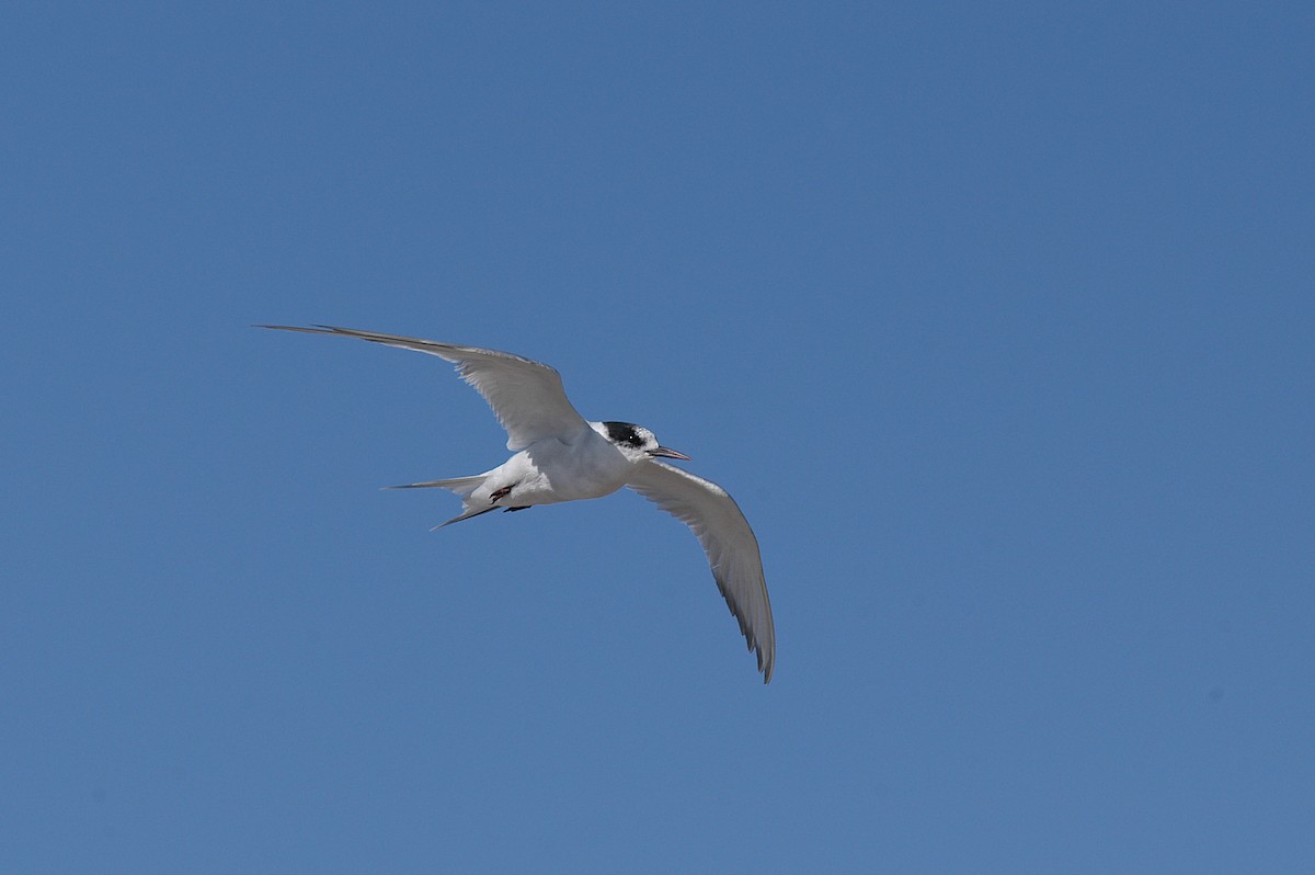 South American Tern - ML22415161