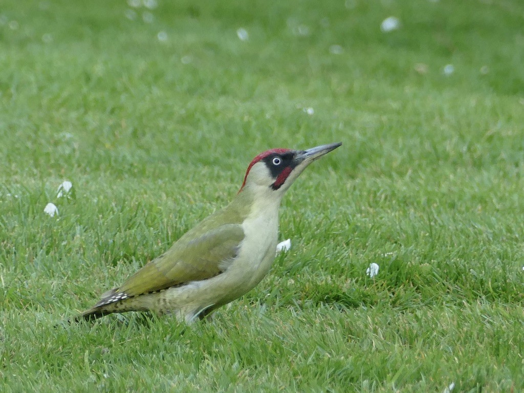 Eurasian Green Woodpecker - Russell Dewhurst