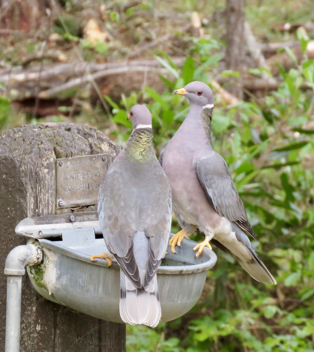 Band-tailed Pigeon - ML224151921