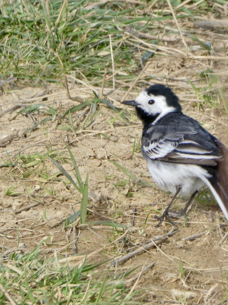 White Wagtail - Russell Dewhurst