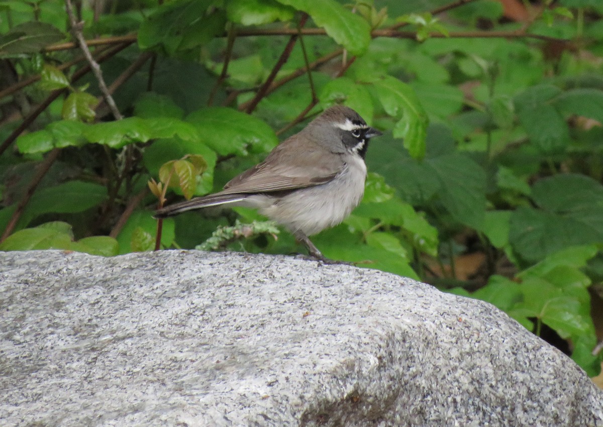 Black-throated Sparrow - Jeff Miller