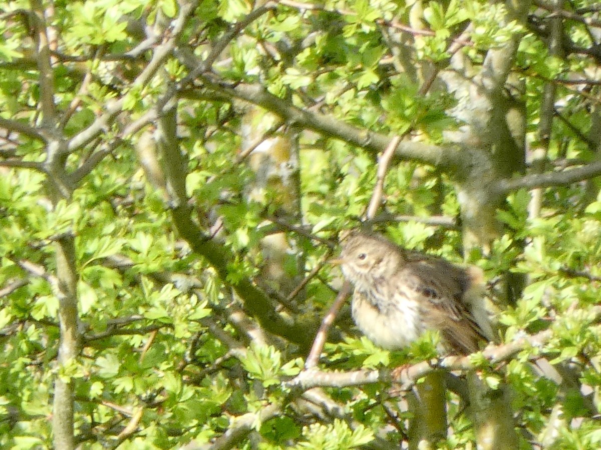 Meadow Pipit - ML224153241