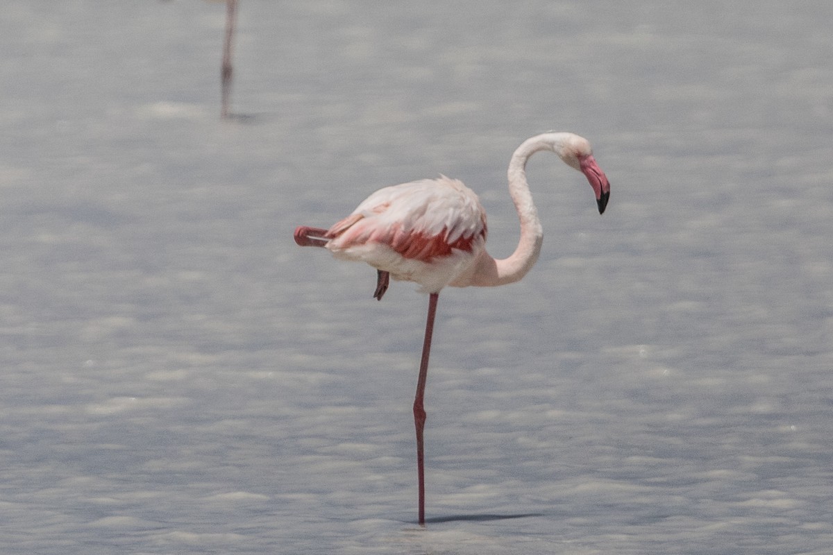 Greater Flamingo - ML224155241