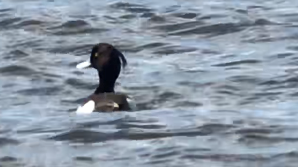 Tufted Duck - ML224156151