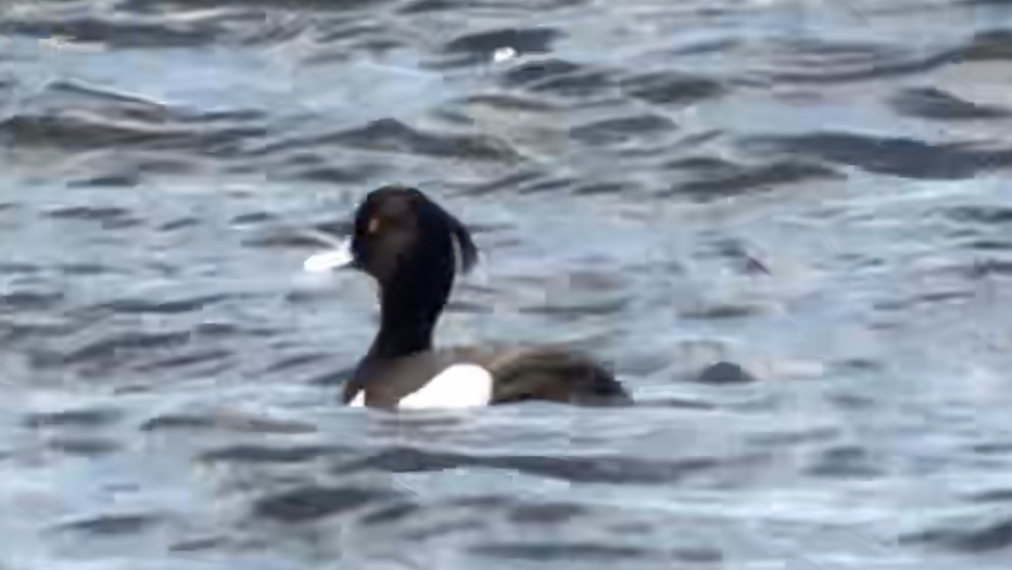 Tufted Duck - ML224156161