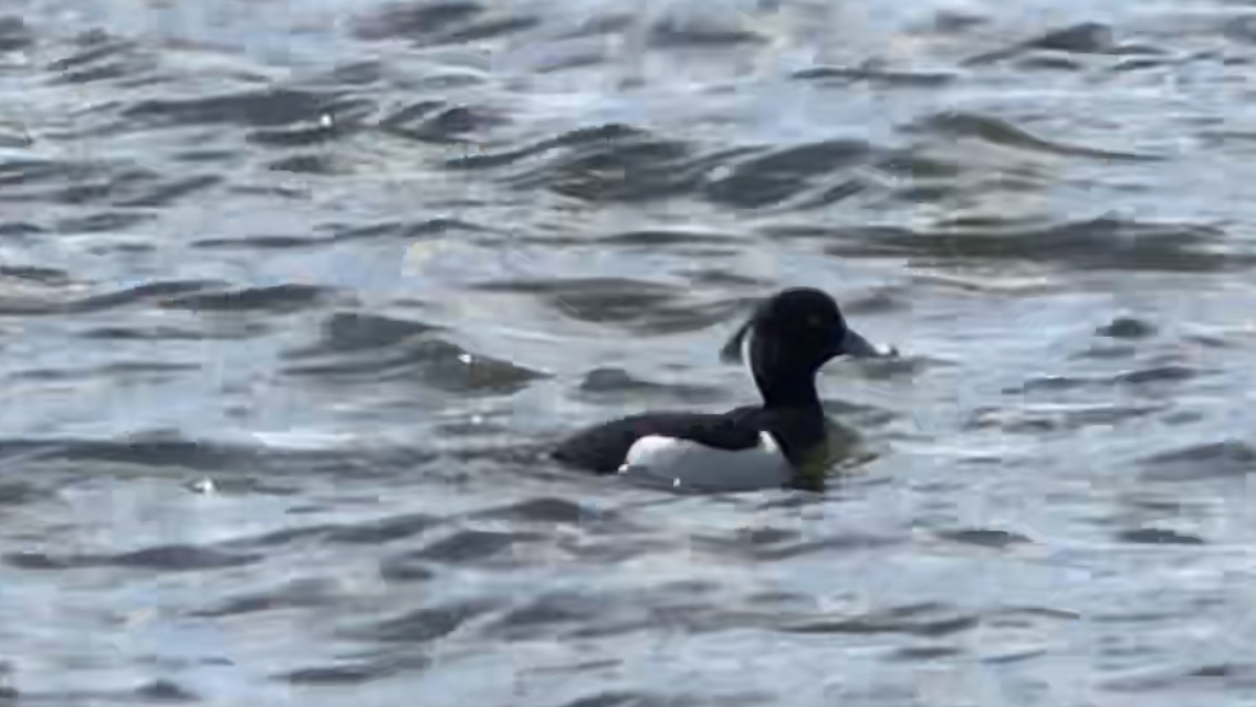 Tufted Duck - ML224156181
