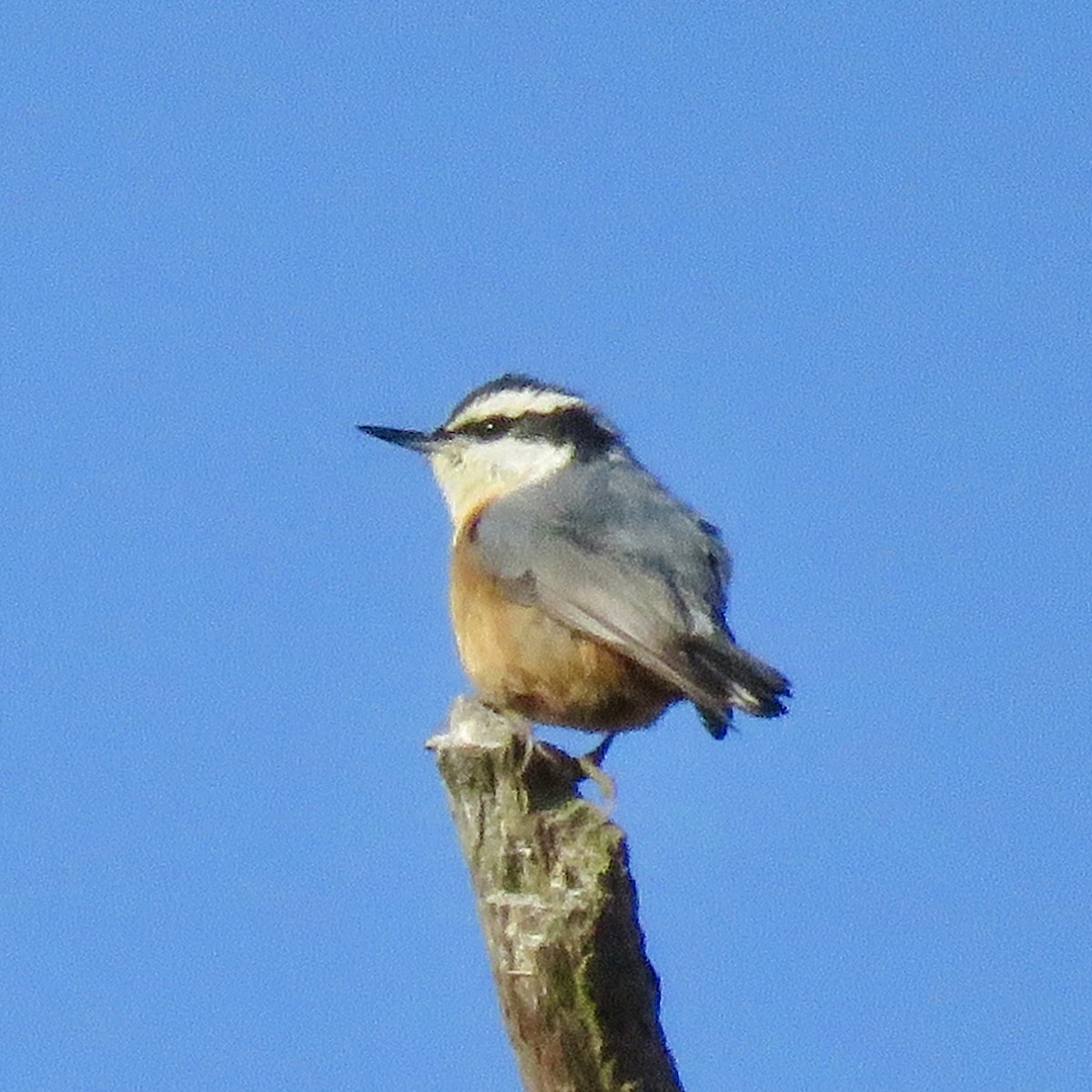 Red-breasted Nuthatch - ML224156451