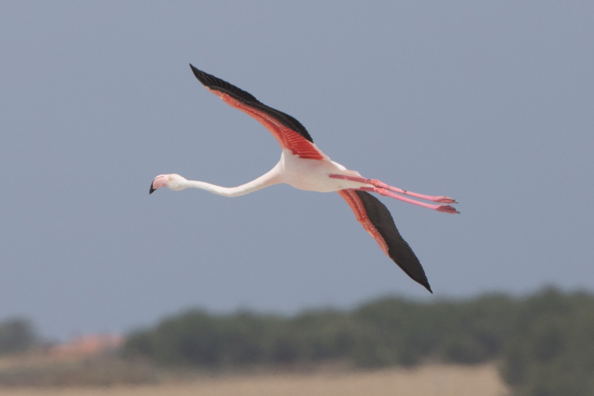 Greater Flamingo - ML224157761
