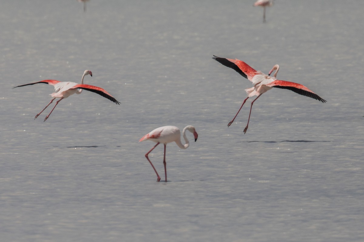 Greater Flamingo - ML224158361