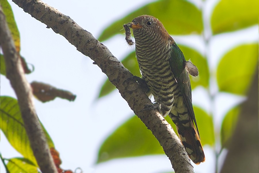 Asian Emerald Cuckoo - Dibyendu Ash