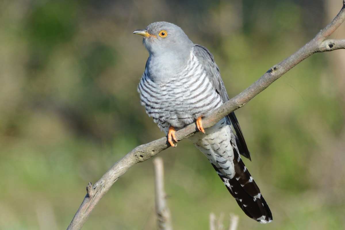 Common Cuckoo - ML224159301