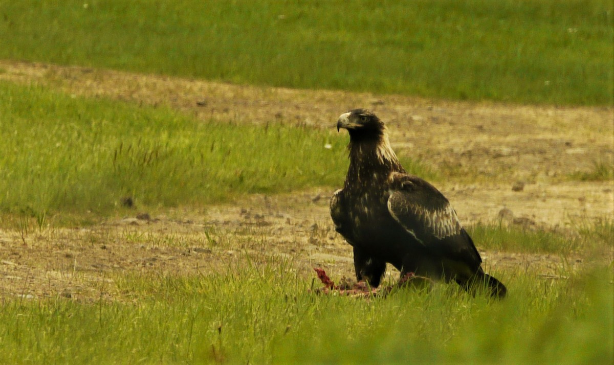 Wedge-tailed Eagle - Rudolf Koes