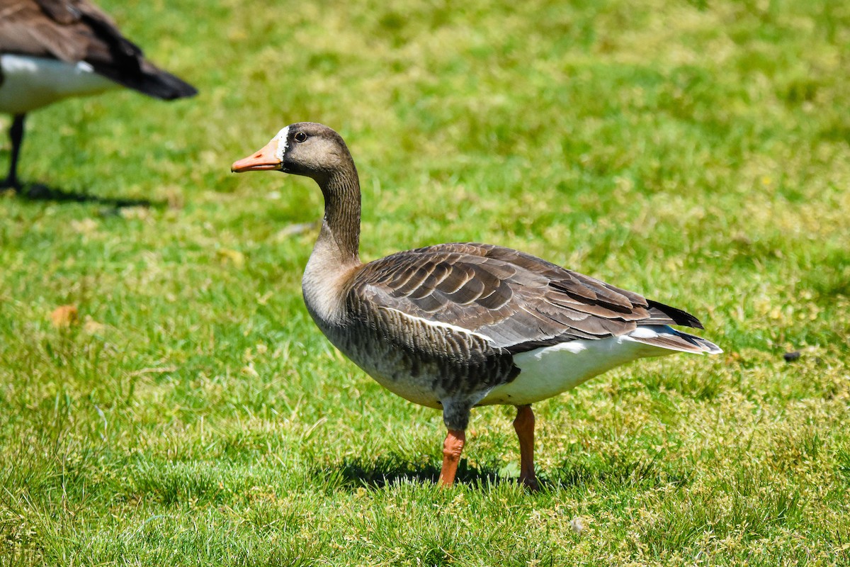 Greater White-fronted Goose - ML224165141