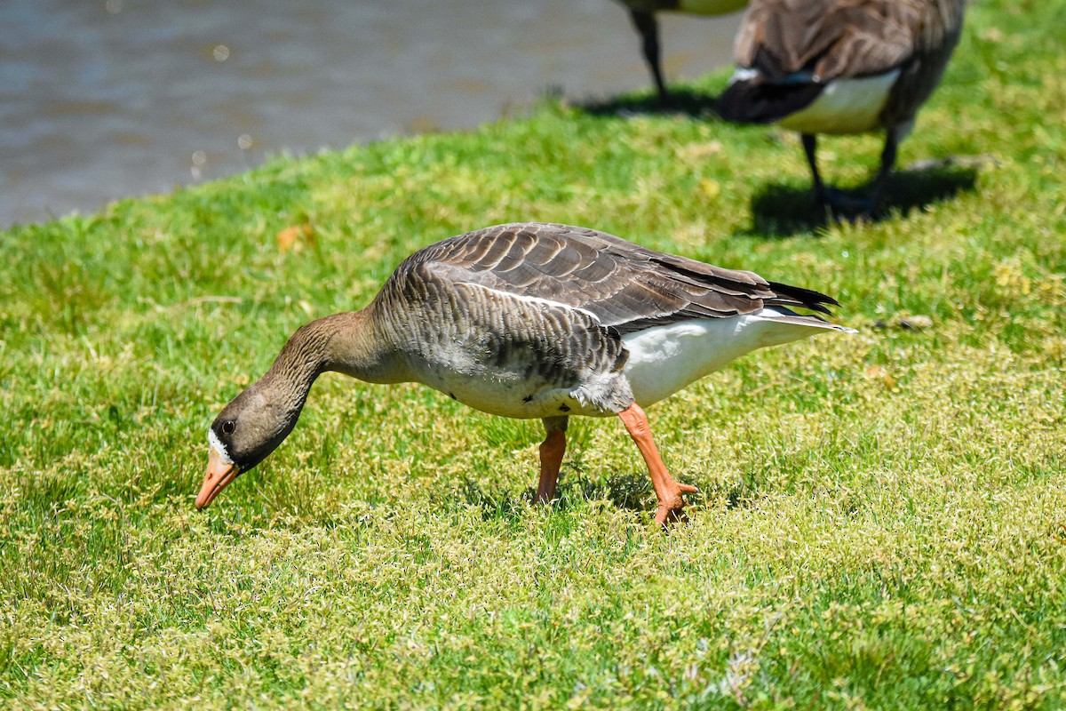 Greater White-fronted Goose - ML224165201