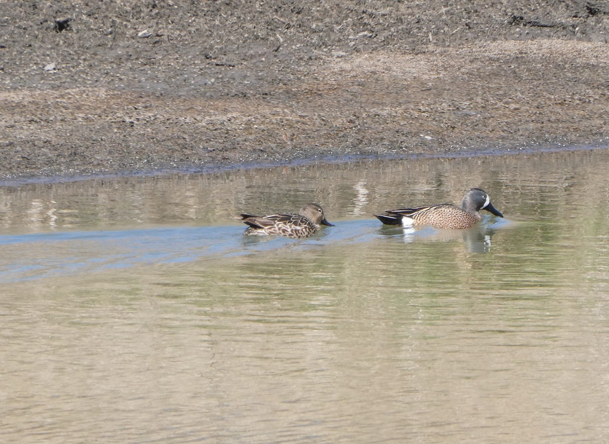 Blue-winged Teal - ML224165281