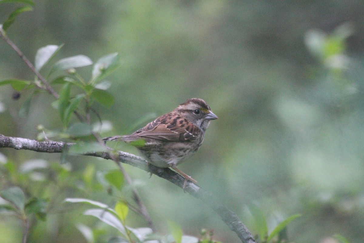 White-throated Sparrow - Sam Heinrich