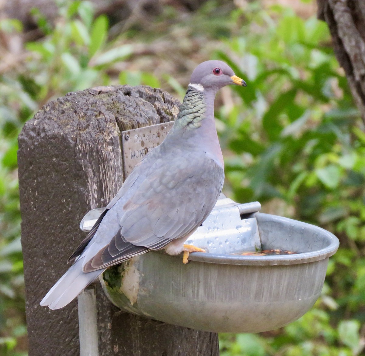 Band-tailed Pigeon - ML224168881