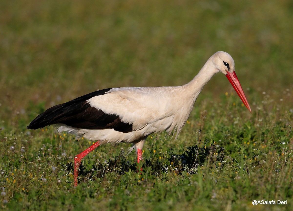 White Stork - Fanis Theofanopoulos (ASalafa Deri)