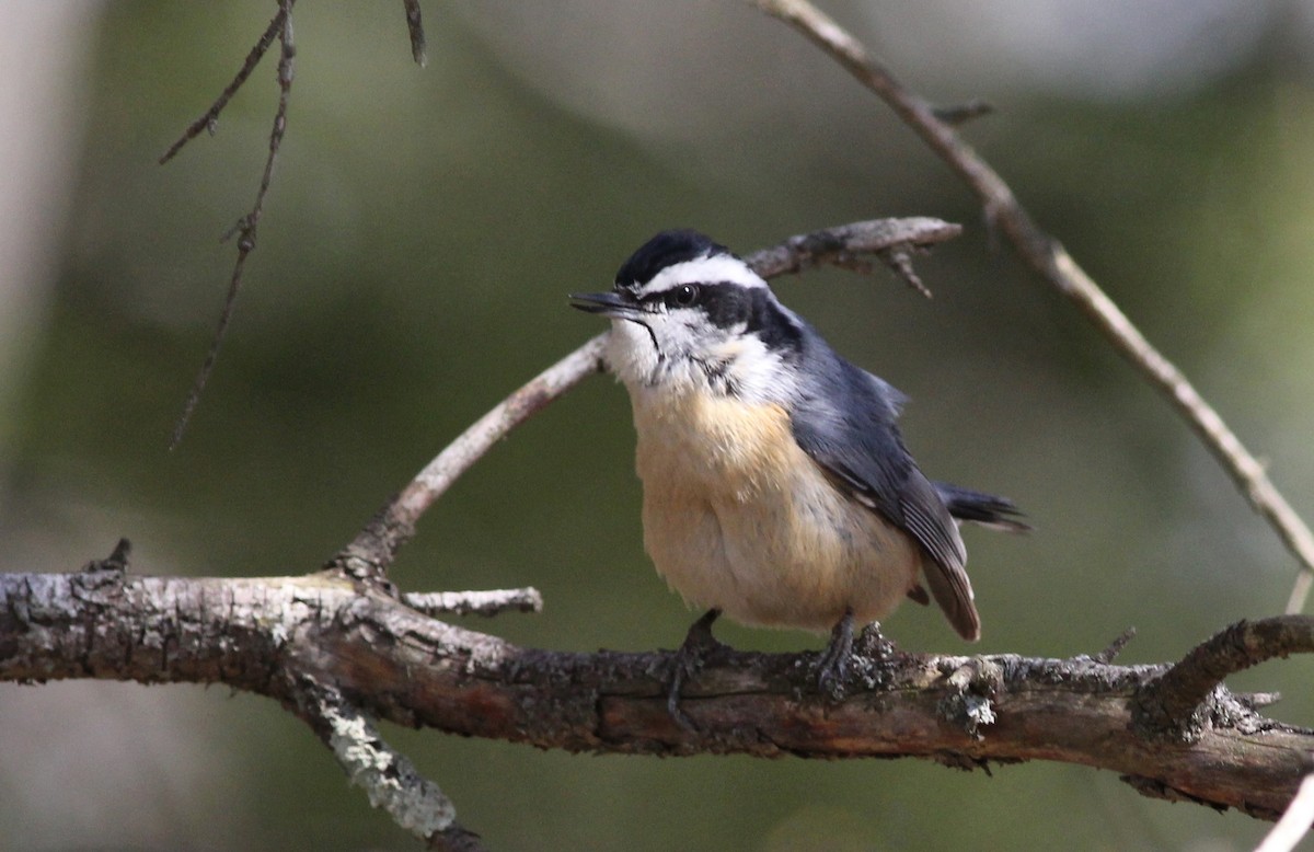 Red-breasted Nuthatch - Harold Forsyth