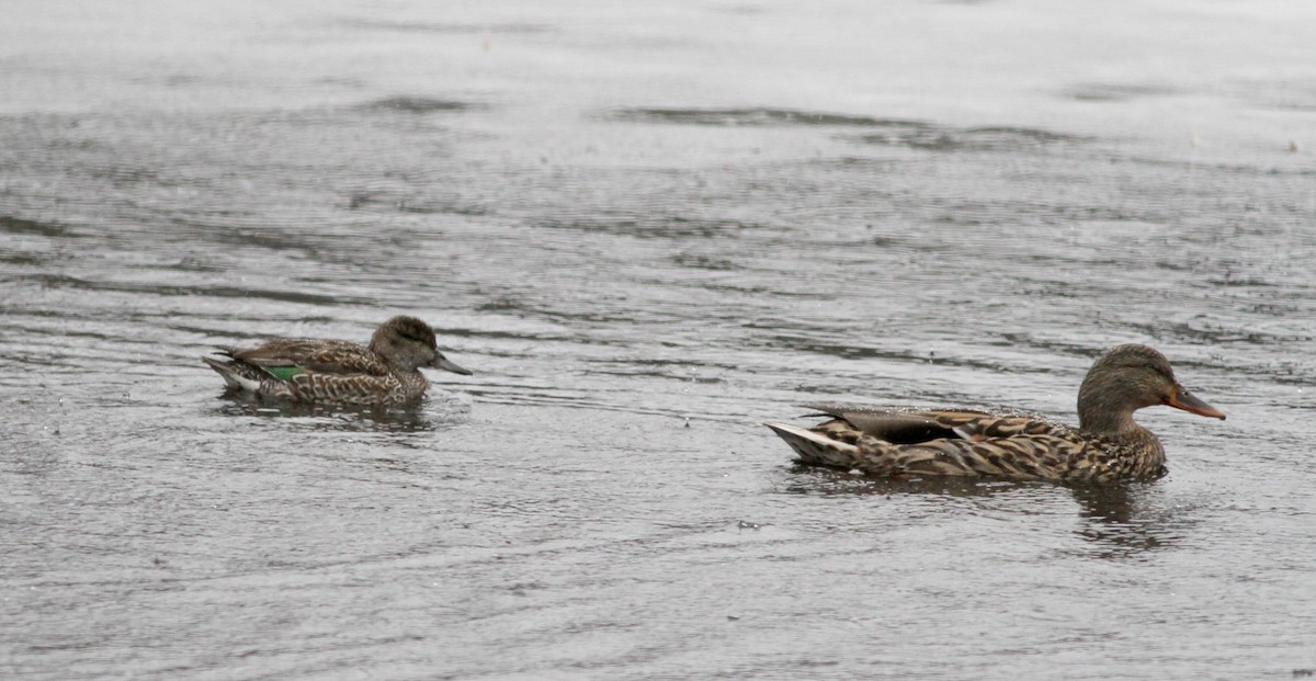 Green-winged Teal - ML22417751