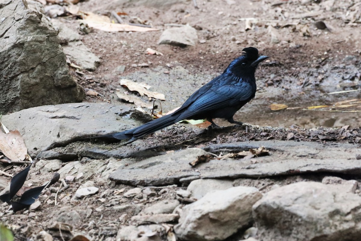 Greater Racket-tailed Drongo - ML224177691