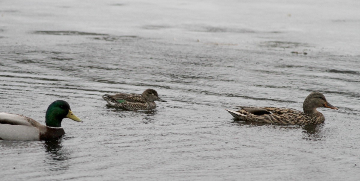 Green-winged Teal - ML22417771