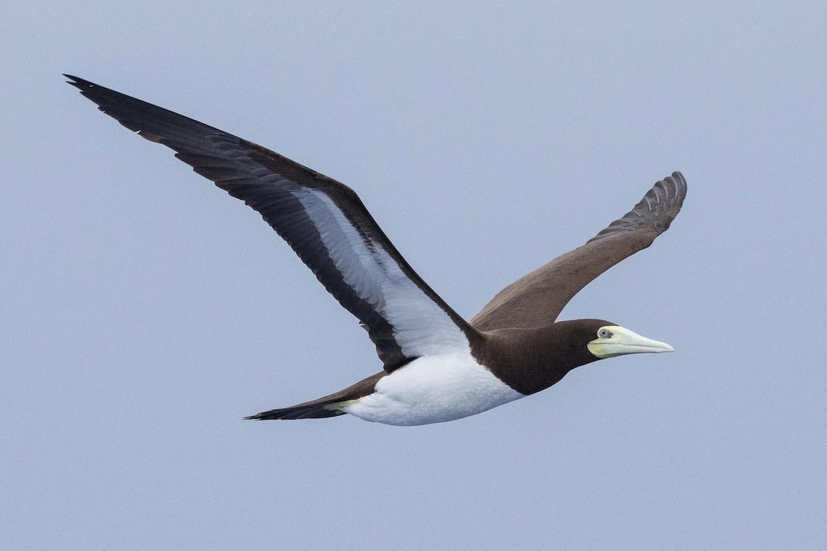 Brown Booby - ML224177801