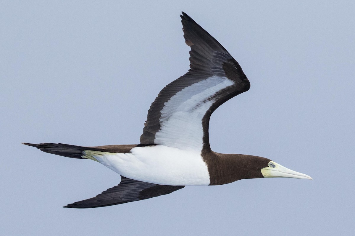 Brown Booby - ML224178331