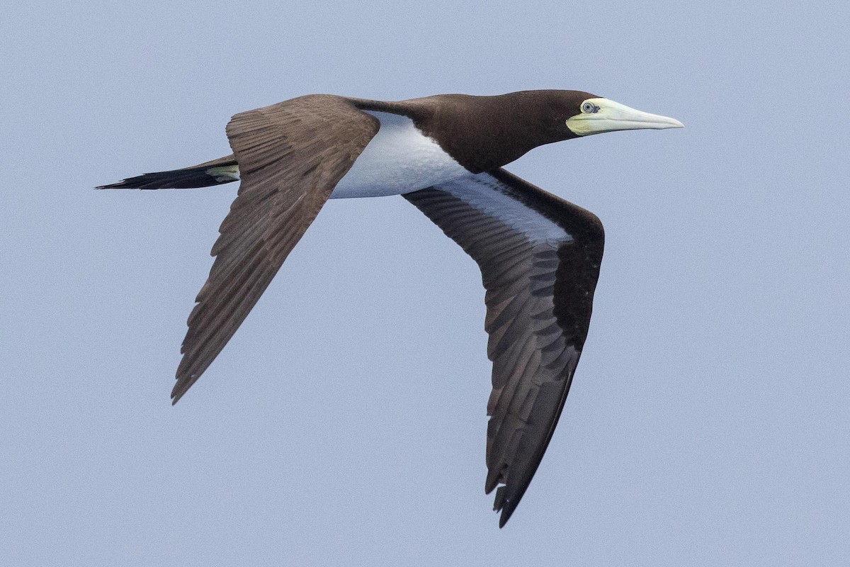 Brown Booby - ML224178421