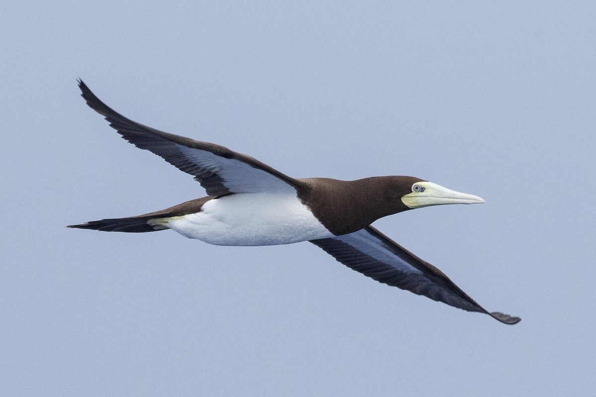 Brown Booby - ML224179111