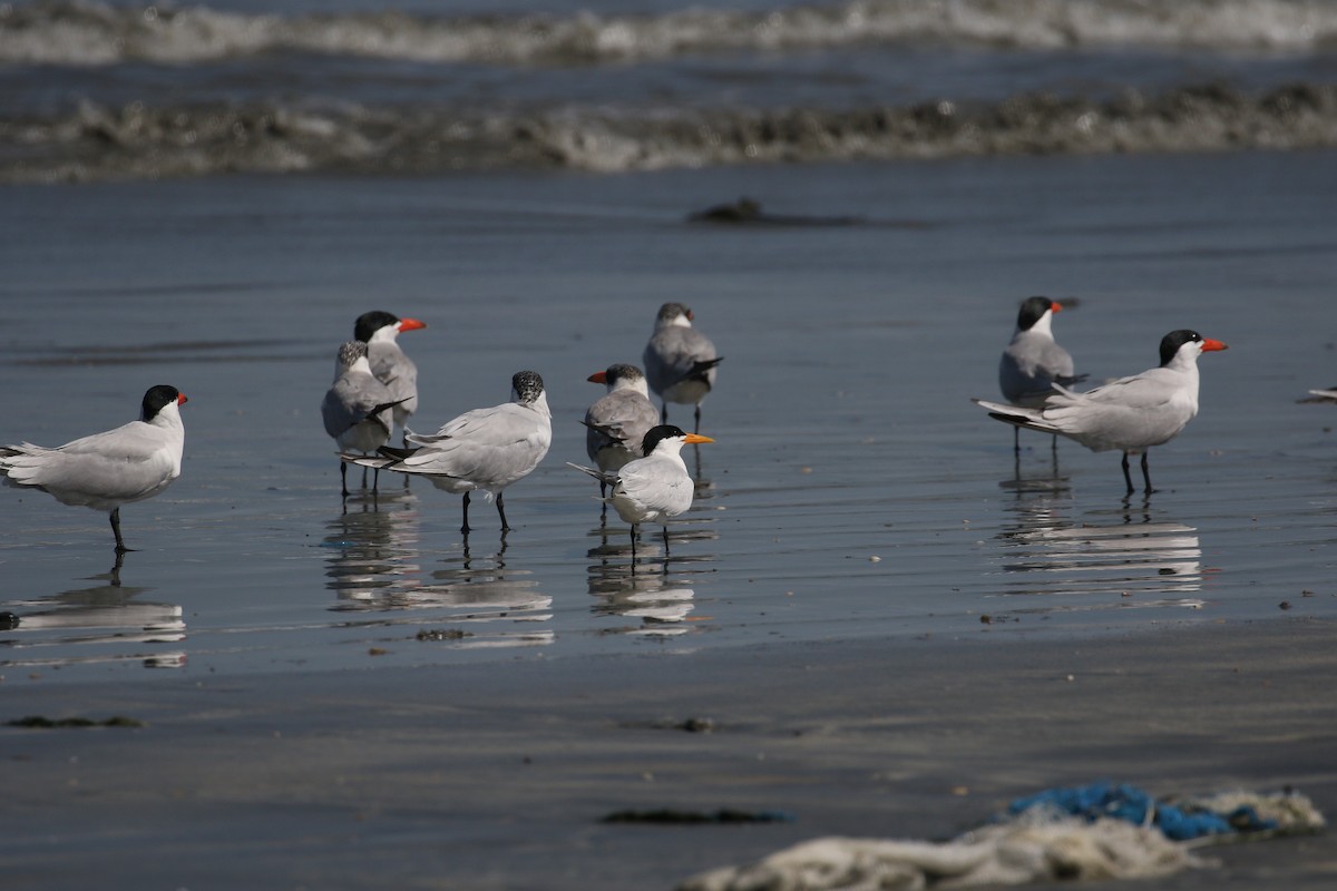 West African Crested Tern - ML224181391
