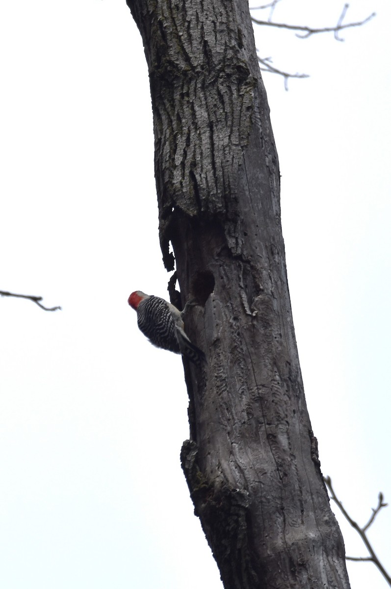 Red-bellied Woodpecker - ML224182461
