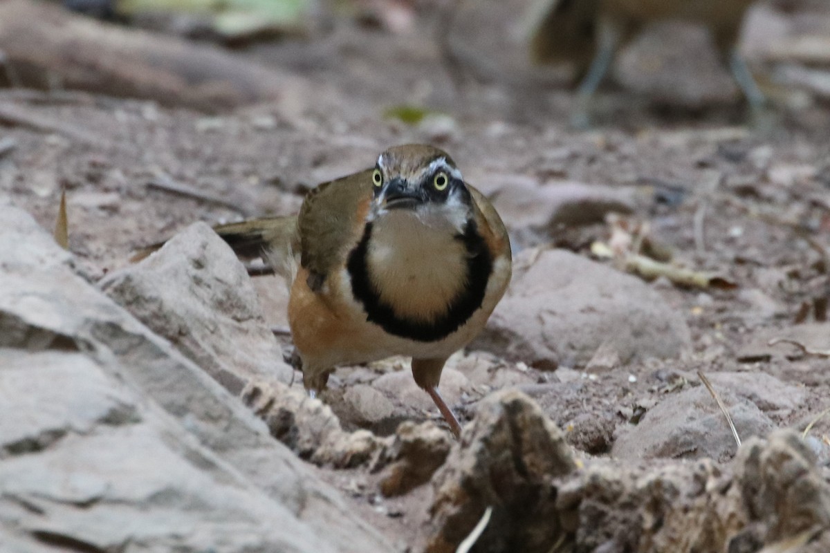 Lesser Necklaced Laughingthrush - ML224182881