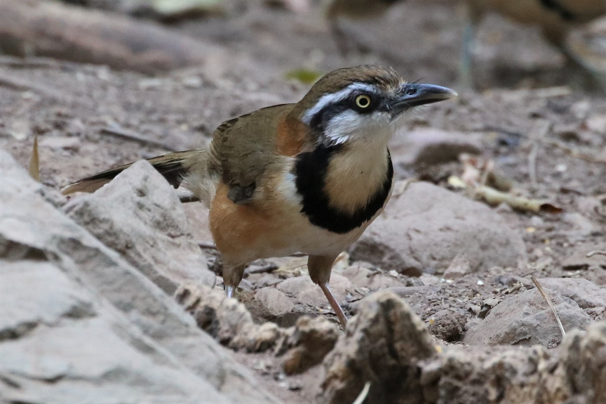 Lesser Necklaced Laughingthrush - ML224182911