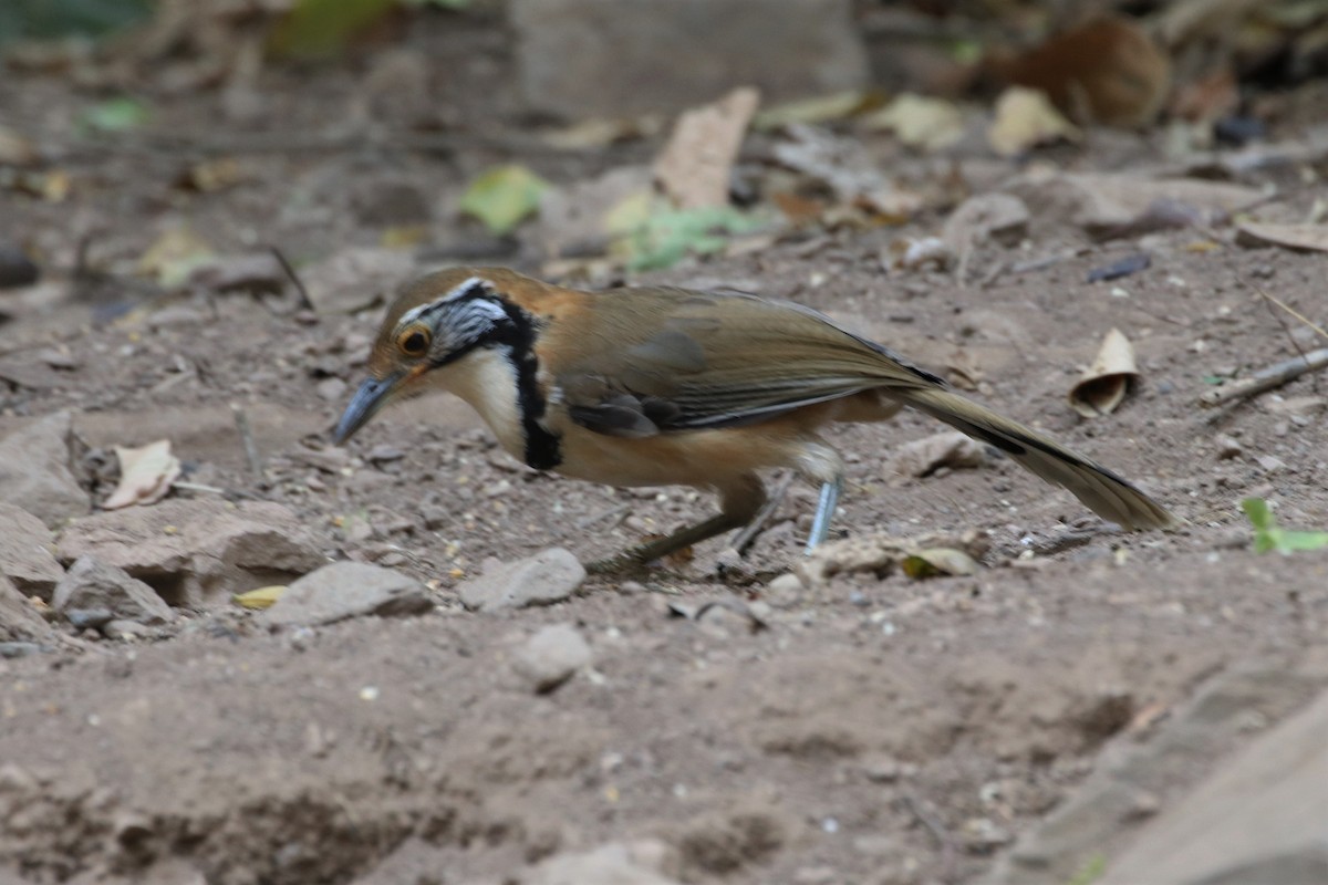 Greater Necklaced Laughingthrush - ML224183051