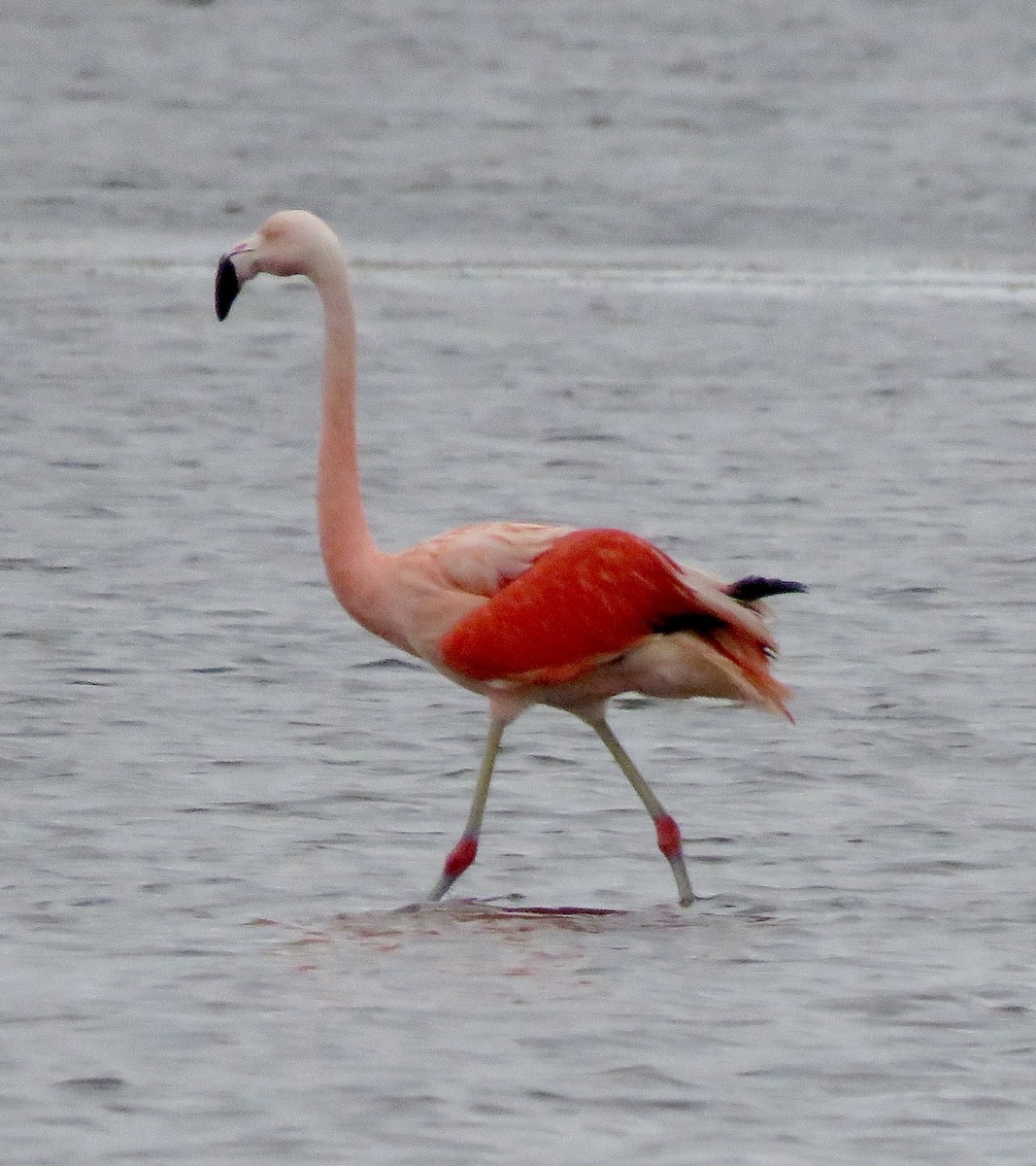 Chilean Flamingo - ML224187901